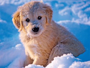 Winter Pets Puzzle Game - Jigsaw Puzzle Game