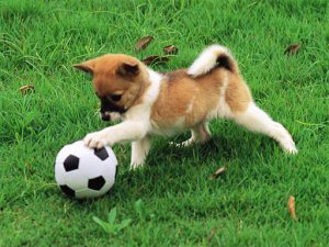 Playful Puppy Outdoor Puzzle Game - Jigsaw Puzzle Game