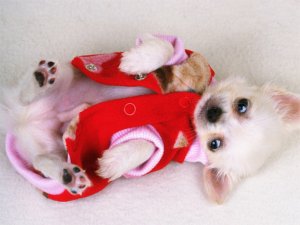 Puppy Slide Puzzle